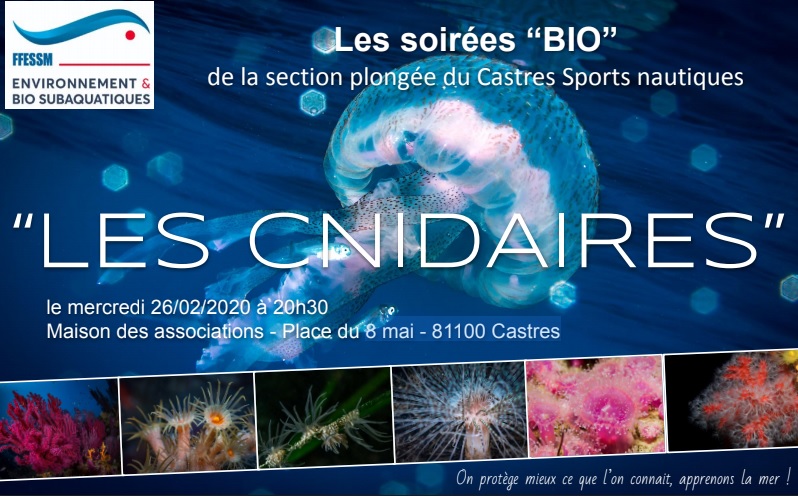 cnidaires